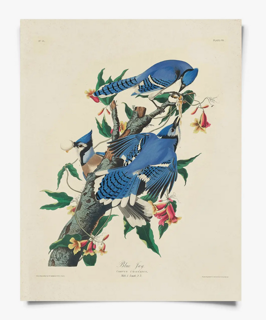Blue Jay Bird Print
