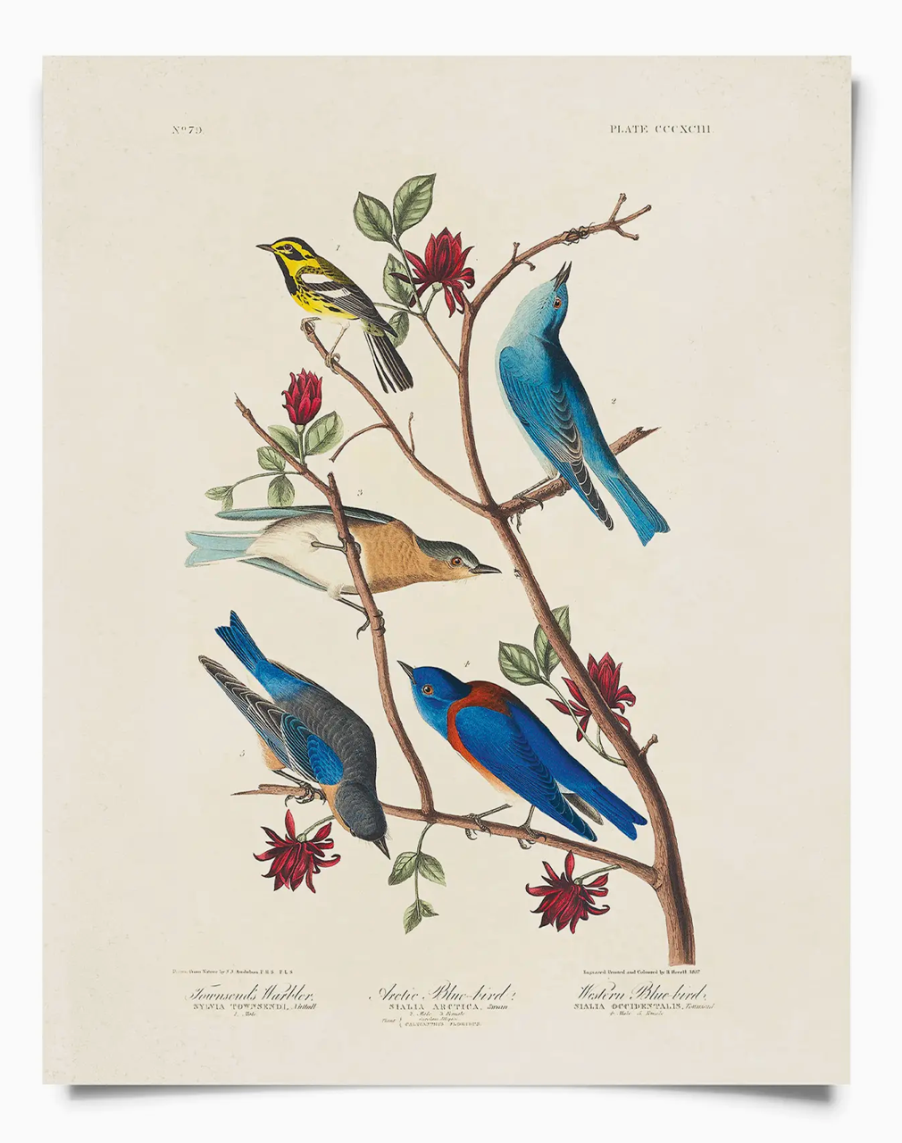 Vintage Warbler & Blue Birds Print