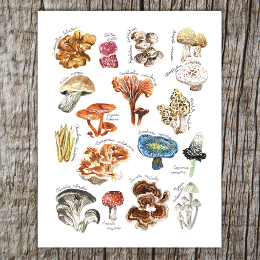 Midwest Fungi Print