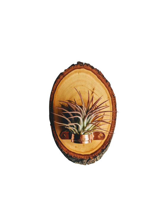 Wood Plaque Air Plant Hanging Holder