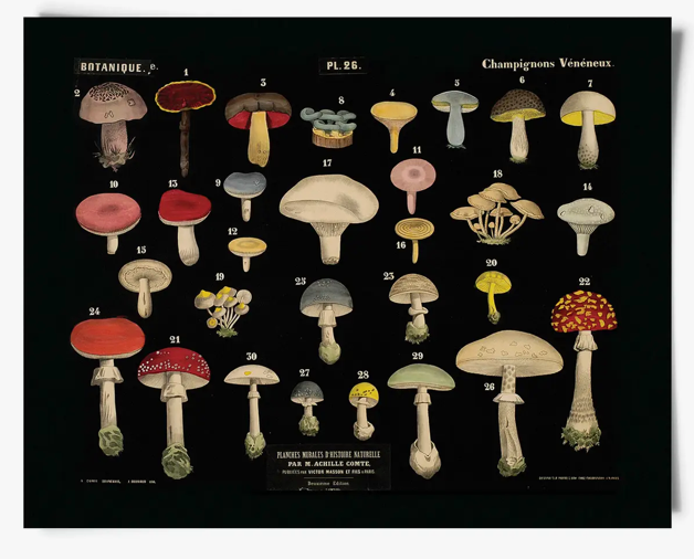 Vintage Mushroom Prints
