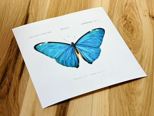 Blue Butterfly Print