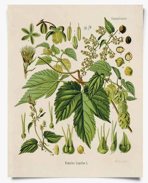 Beer Hop Flower Print