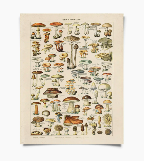 Vintage Champignons Print