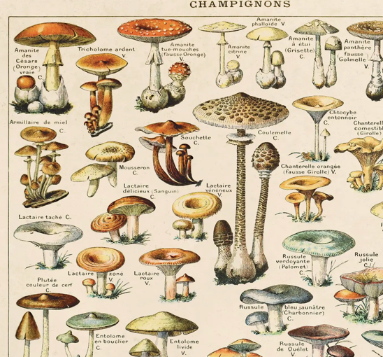 Vintage Champignons Print