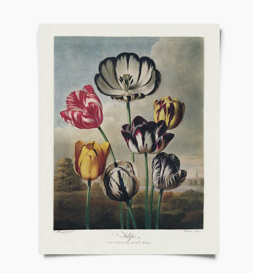 Vintage Tulips Print