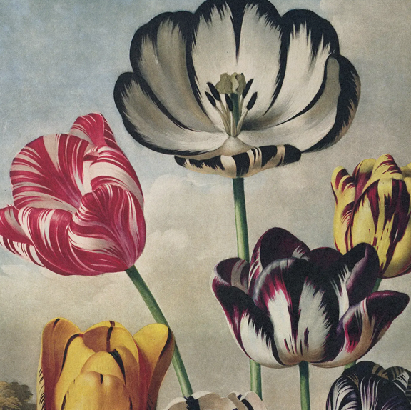 Vintage Tulips Print