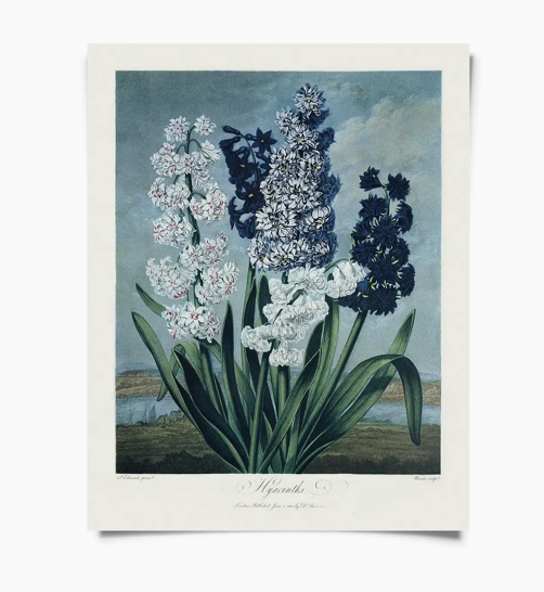 Vintage Hyacinths Print