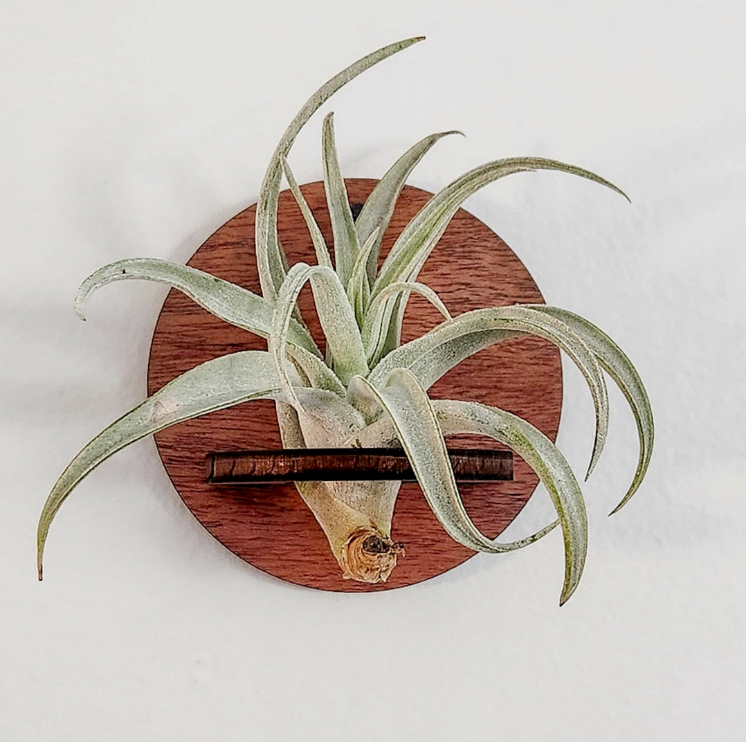 Round Air Plant Holder