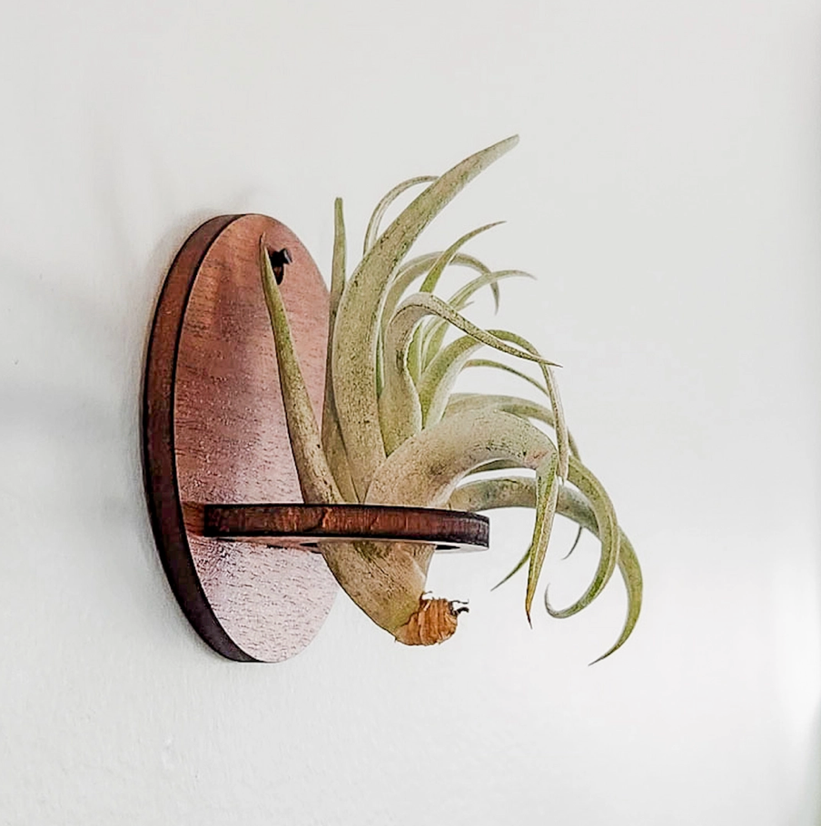 Round Air Plant Holder