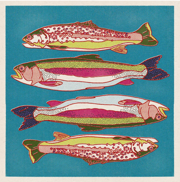 Trout Fish Print