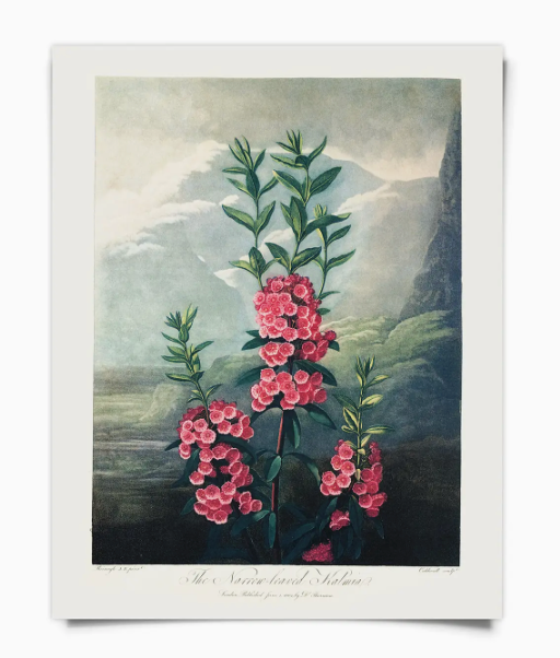 Vintage Botanical Laurel Print