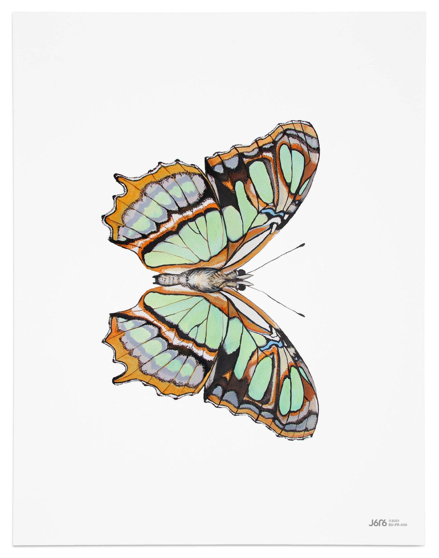 Butterfly Art Prints