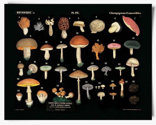 Vintage Mushroom Prints