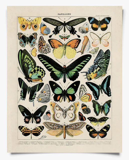 Vintage Papillons Print