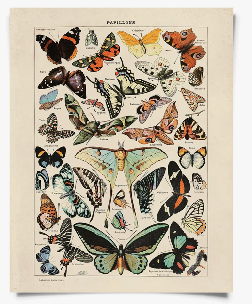 Vintage Papillons Print