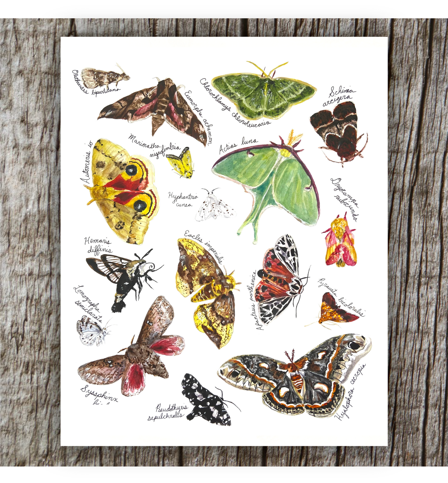 Midwest Moths Print