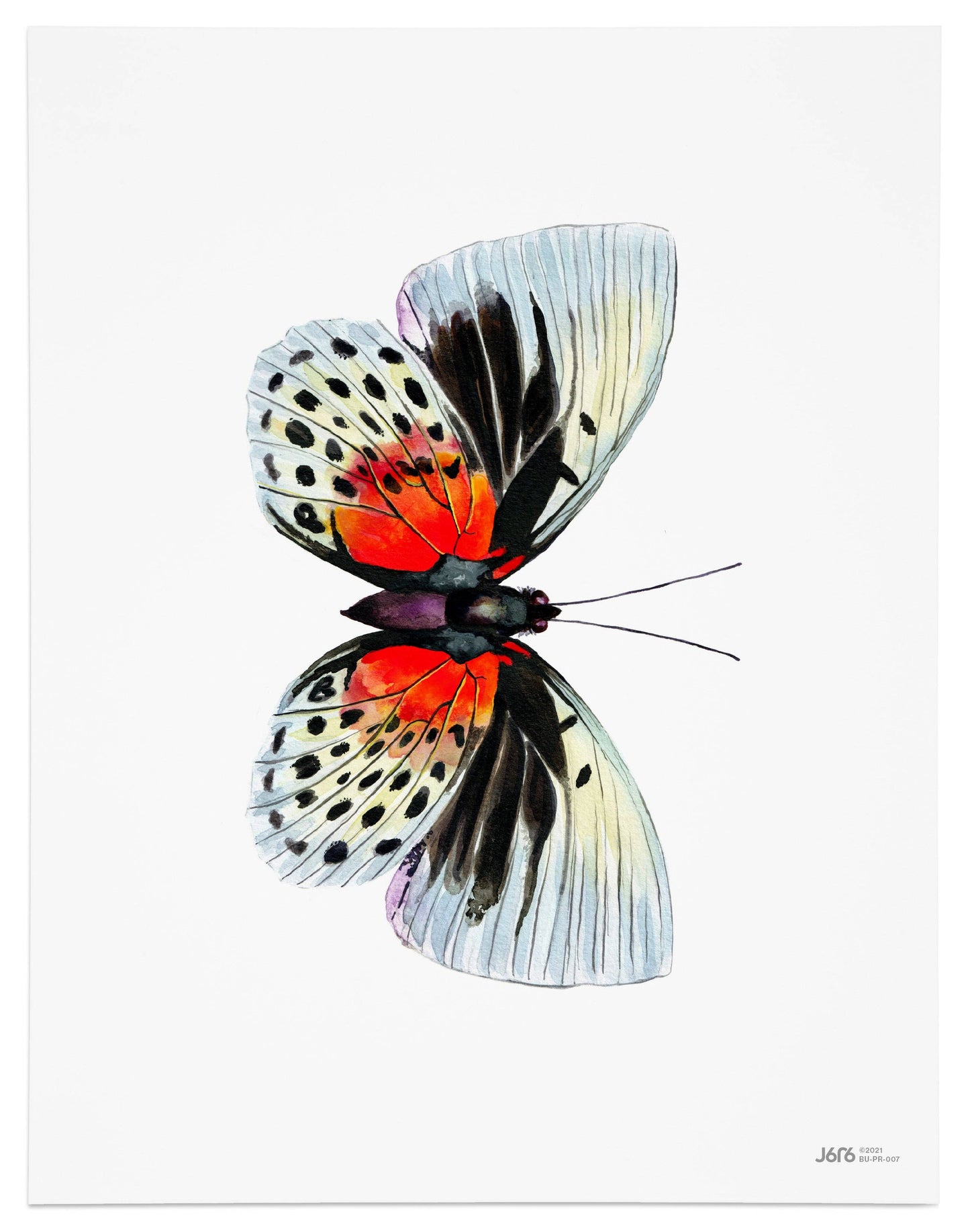 Butterfly Art Prints